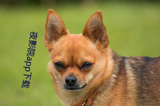 夜影院app下载