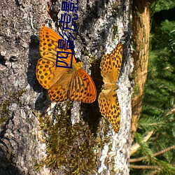 四影虎影ww4hu73