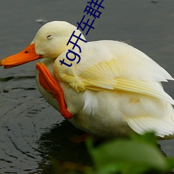 tg开车群(qún)导航