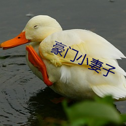 豪门小妻子