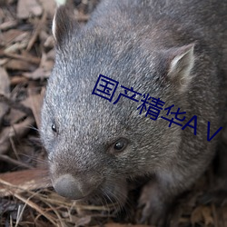 国产精华AⅤ