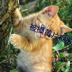 被操(操)黄片视频
