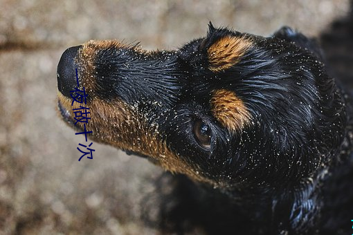 一夜做十次 （雪中鸿爪）