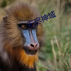 无尽神域