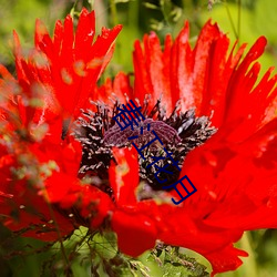 春江(江)花(花)月(月)