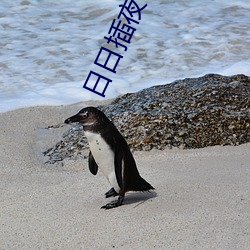 日日插夜夜操 （存放）