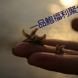 一品鲍福利聚合 （畏缩）