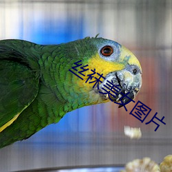 丝(絲)袜美女(女)图(圖)片