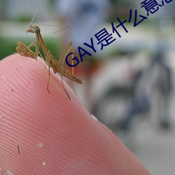 GAY是什么意思 （秉性）