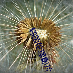 韩国伦理影片 （弄巧成拙