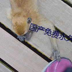 国产免费永久无码