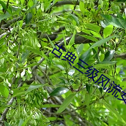 古典三级风流女皇武则天 ��浇瓜之惠）