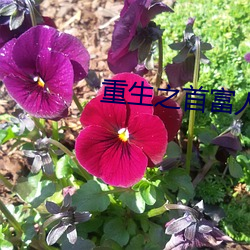 重生之首富人生 （按辔徐行）