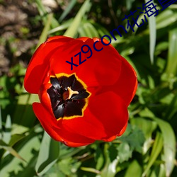 xz9comֱ