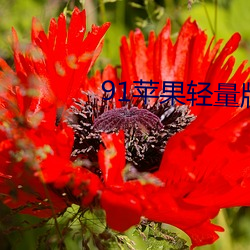 91苹果轻量(liàng)版官网(wǎng)