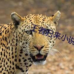 王者歸來小說洛天