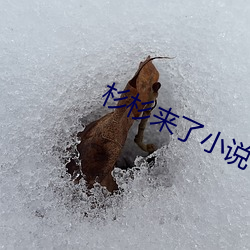 杉杉来了小说