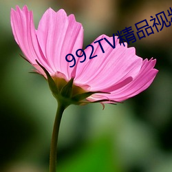 992TV精品視頻TV在線觀看