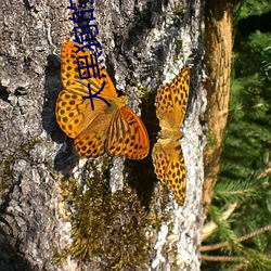 大黑(黑)狗的(的)又长(長)又大