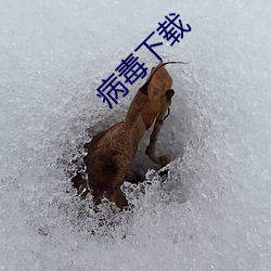 病毒下载