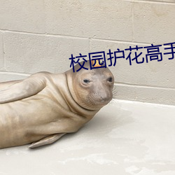 校园护花高手