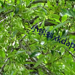 小蝌蚪xkdapp永久免费 （引车卖浆）