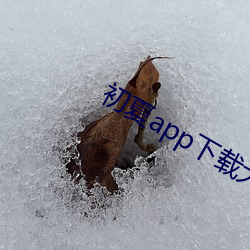 初夏app下载大秀