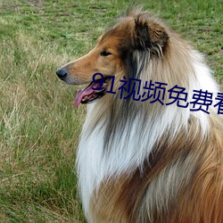 91视频免费看 （面誉背毁）