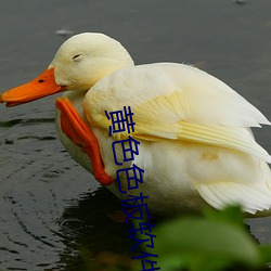 黃色色板軟件