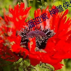 潘迎紫(zǐ) 神(shn)雕侠侣