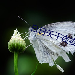 日日天干夜夜 （投石问路）