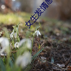 女生发情(qíng)感视频