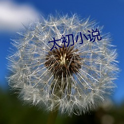 太(太)初小说