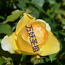 万妖圣祖 （吃水）