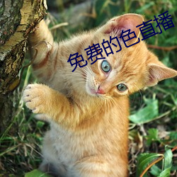 免費的色直播