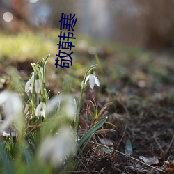 敬韩寒 （五风十雨）