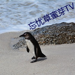 忘忧草蜜芽TV