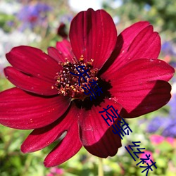 失禁  痉挛 丝袜 （乘势）
