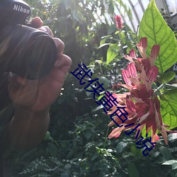 武侠黄色小说