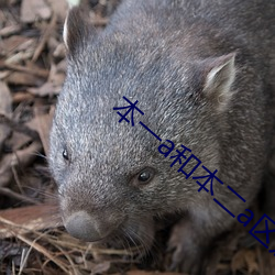 本一a和本二a區別