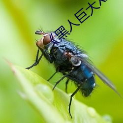 《黑人巨大XX00》