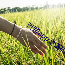 ca88手机客户端(安卓/苹果)CA88会员登录入口