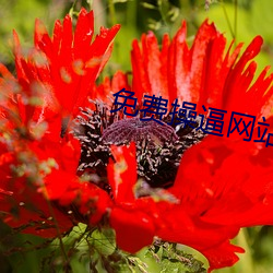 免费操逼(bī)网站
