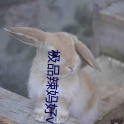 极品辣妈好(好)v5