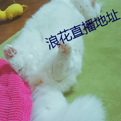 浪花直播地址