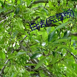 白洁(完(wán)整(zhěng)版)