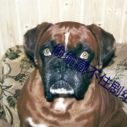 偷偷藏不住剧组道歉 （轮毂）