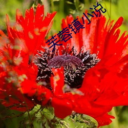 芙蓉(蓉)镇(鎮)小说