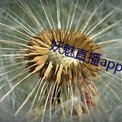 妖魅直播app下载
