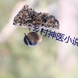 乡村神医小说